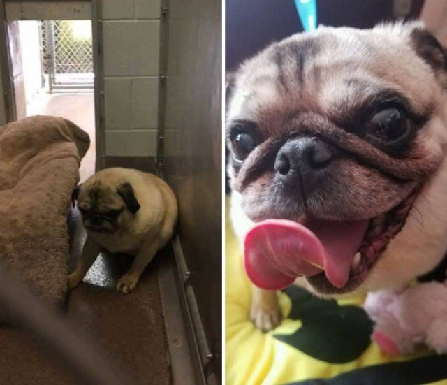 Dogs Before And After Adoption (40 pics)