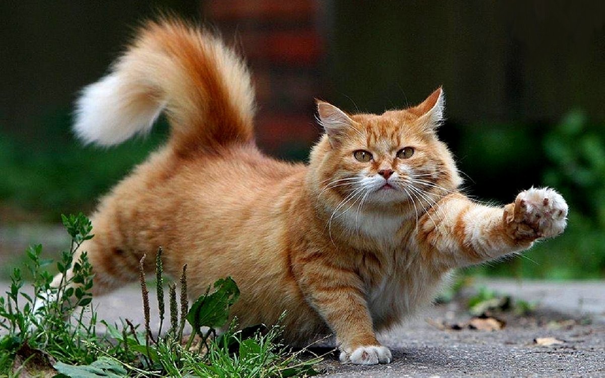 Cute And Funny Cats (20 pics)