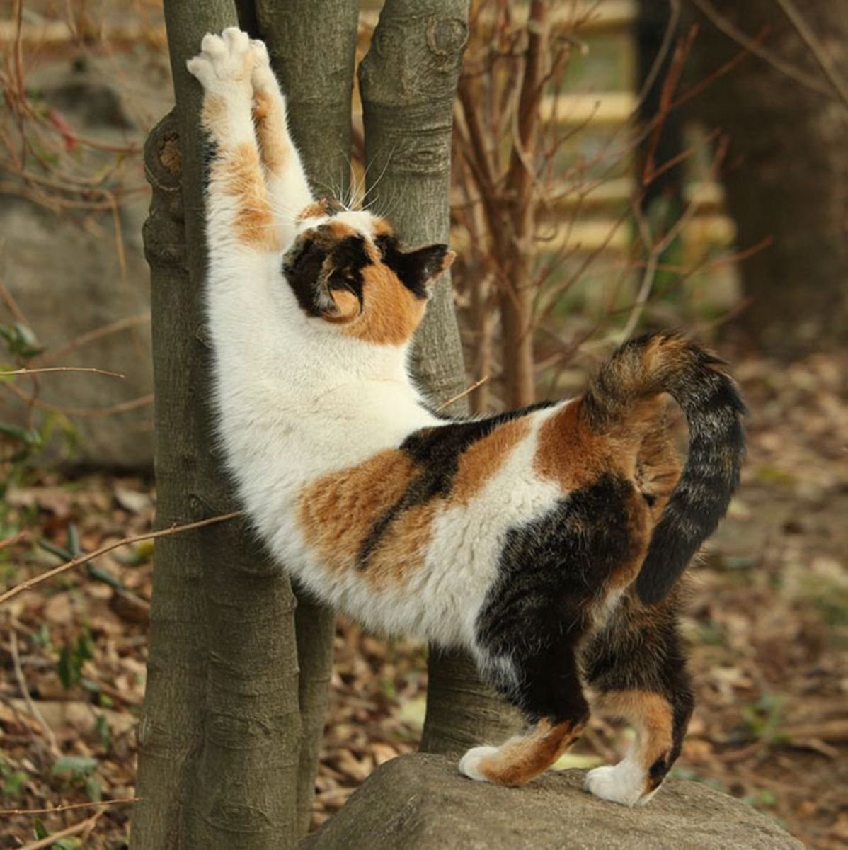 Cute And Funny Cats (20 pics)