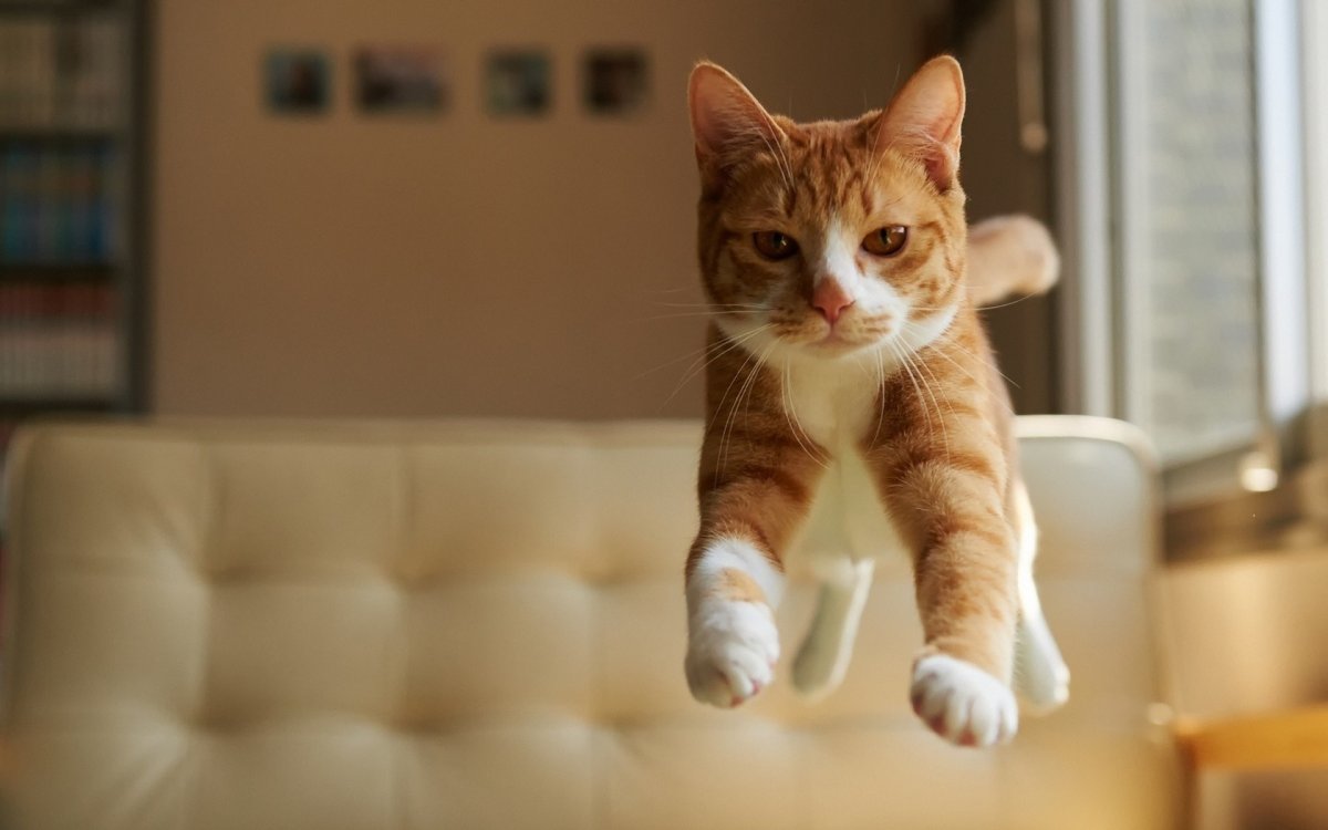 Cute And Funny Cats (20 pics)
