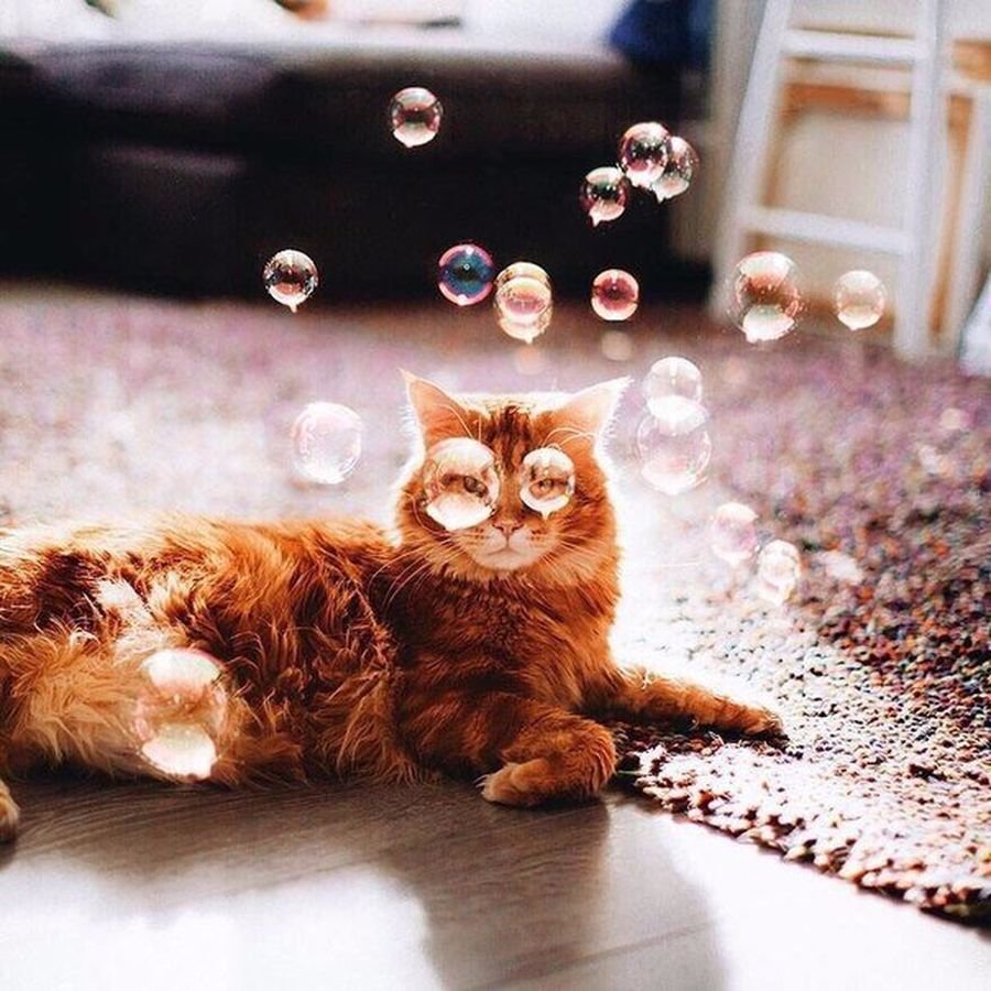 Cute And Funny Cats (20 pics)