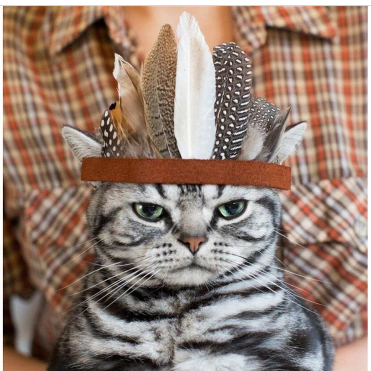 Cute And Funny Cats (20 pics)