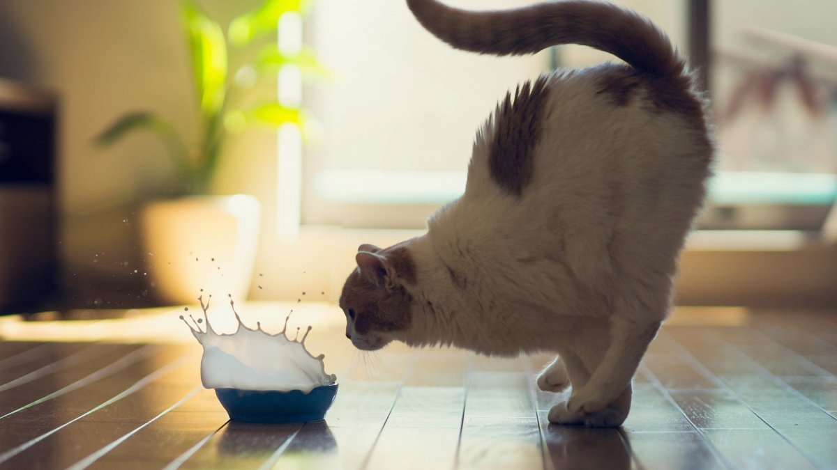 Cute And Funny Cats (20 pics)