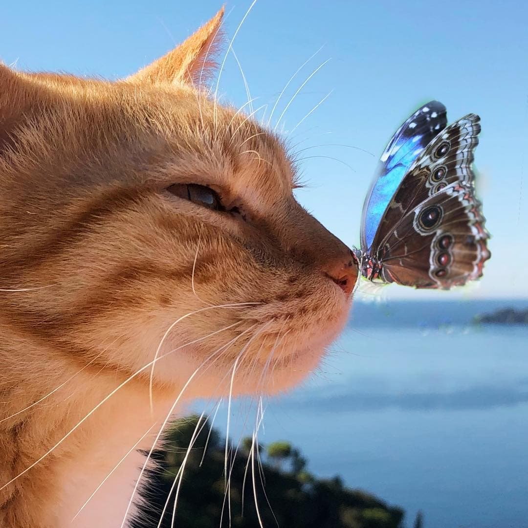 Cute And Funny Cats (20 pics)