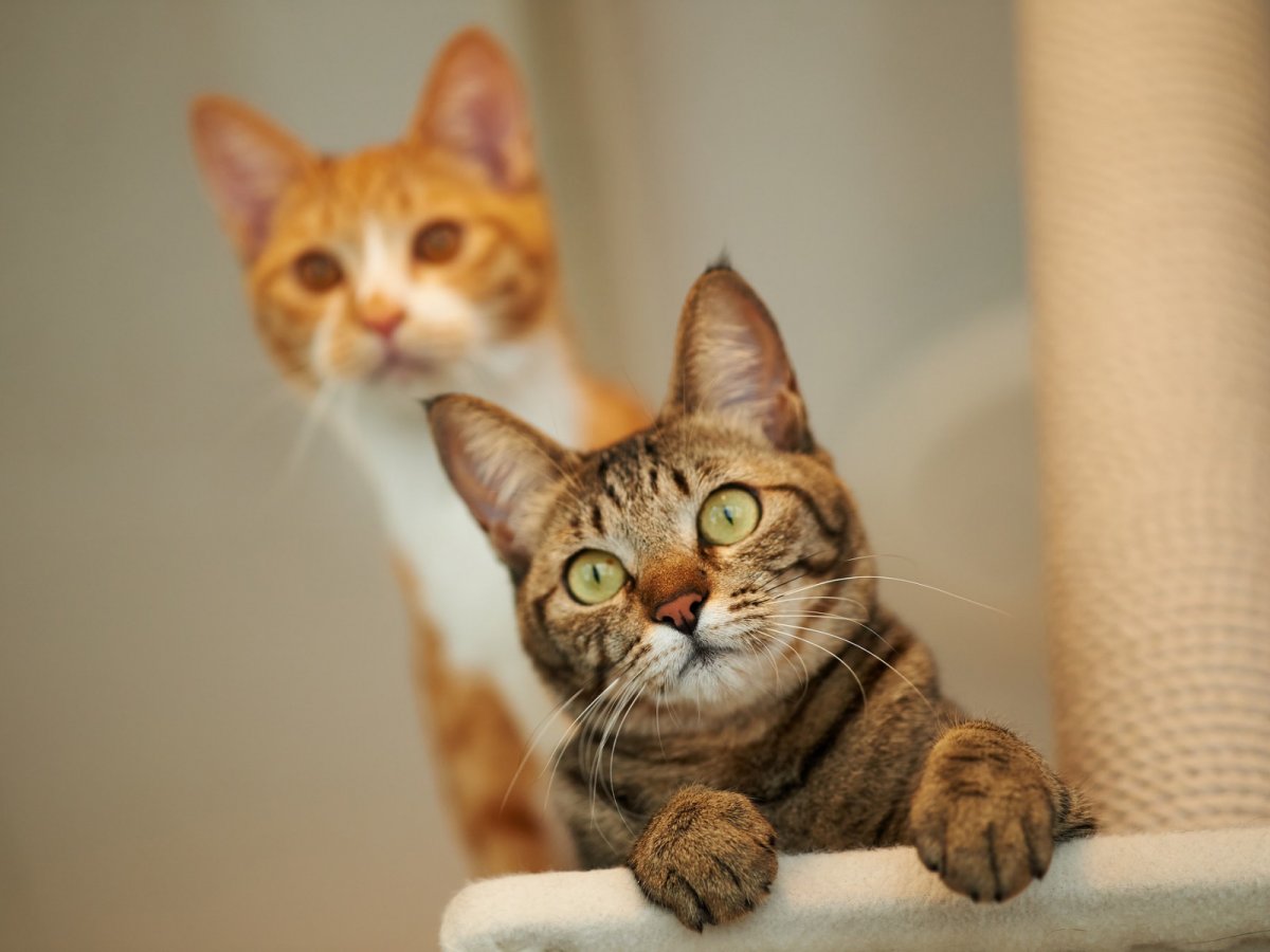Cute And Funny Cats (20 pics)