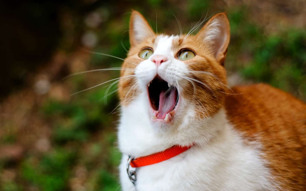 Cute And Funny Cats (20 pics)