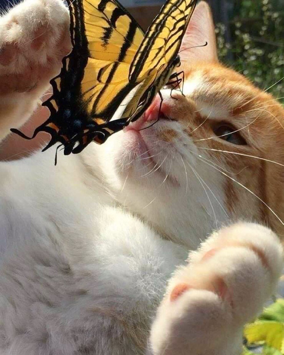Cute And Funny Cats (20 pics)