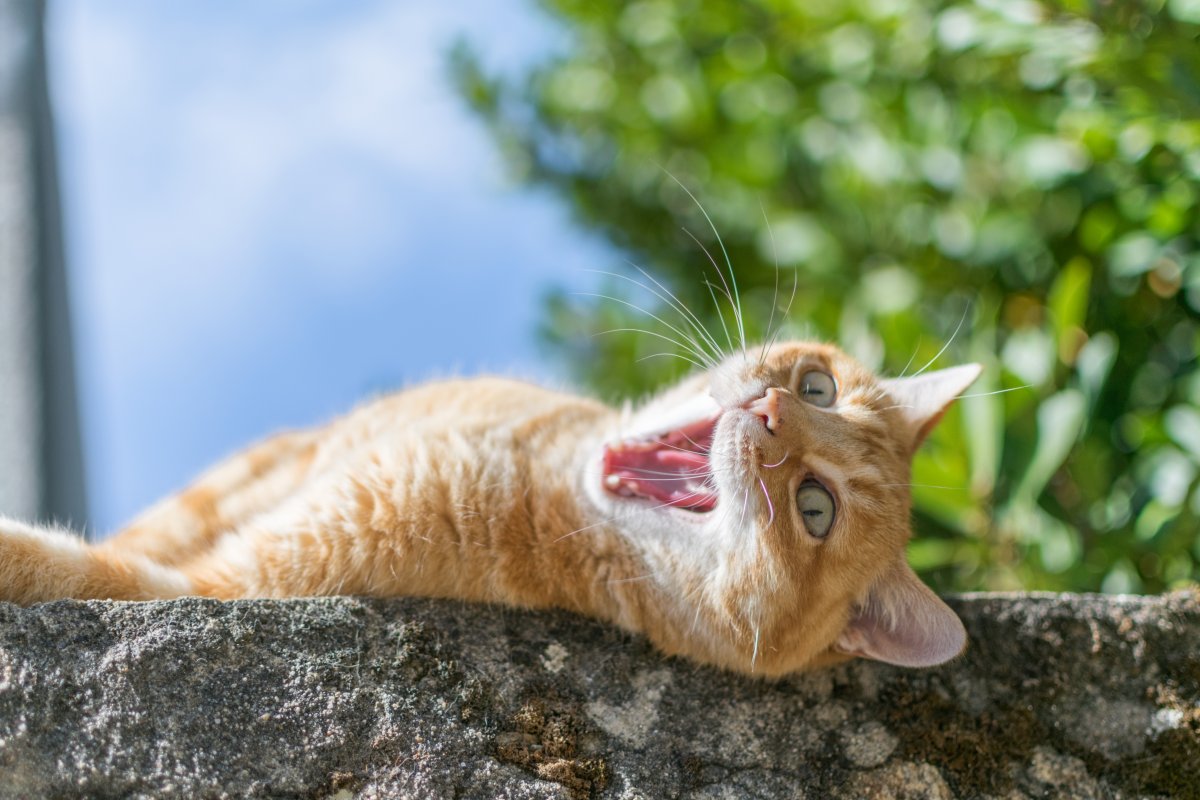 Cute And Funny Cats (20 pics)