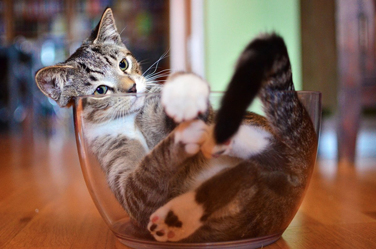 Cute And Funny Cats (20 pics)