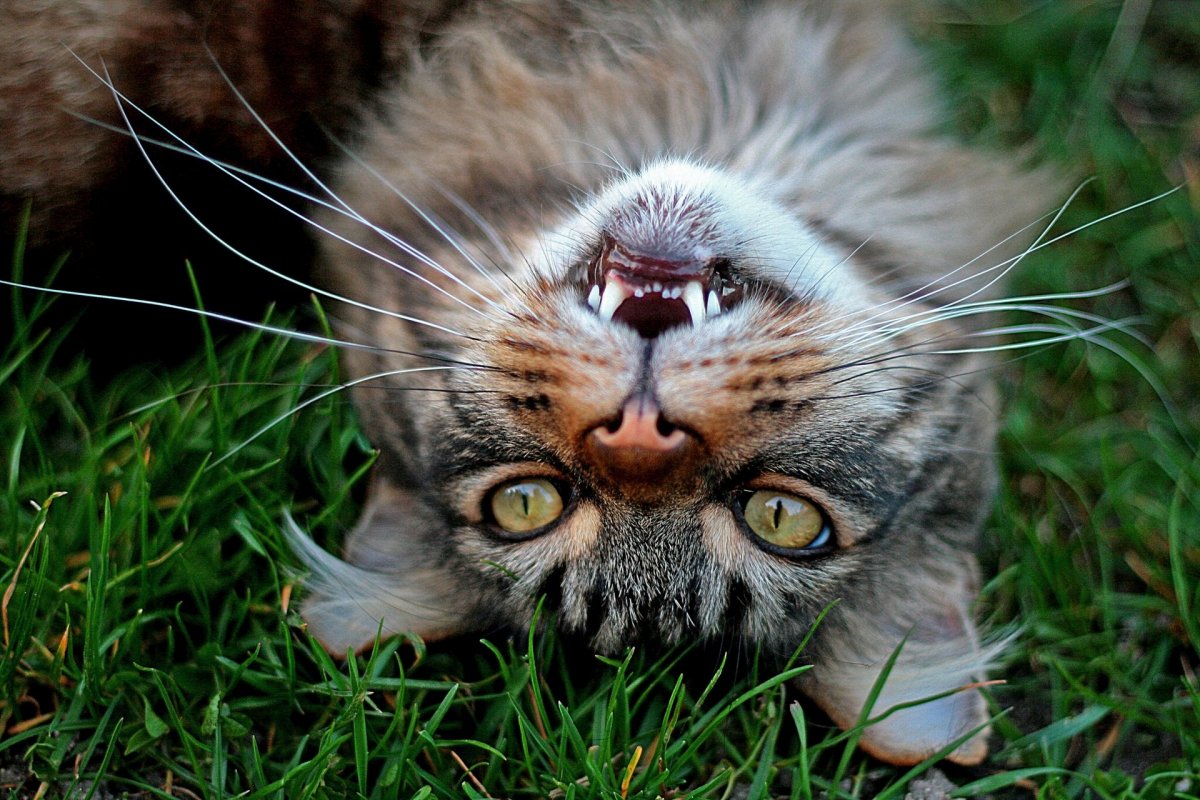 Cute And Funny Cats (20 pics)