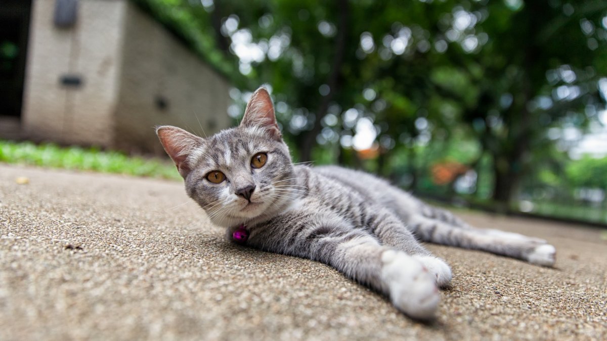Cute And Funny Cats (20 pics)