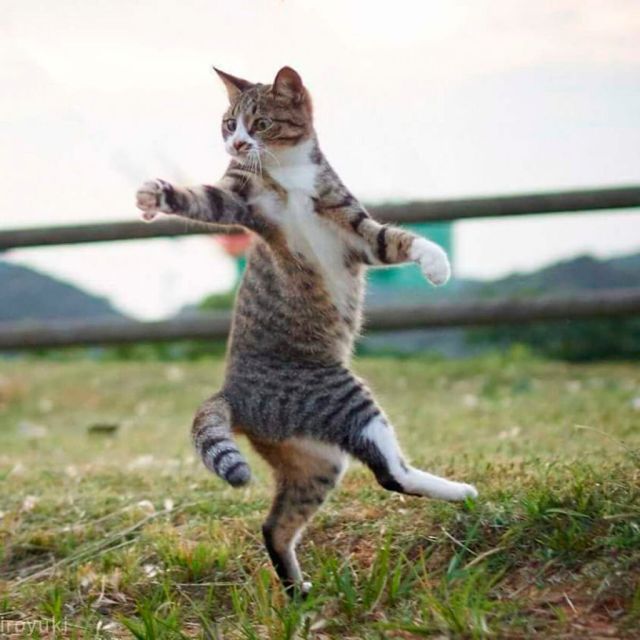 Cute And Funny Cats (20 pics)
