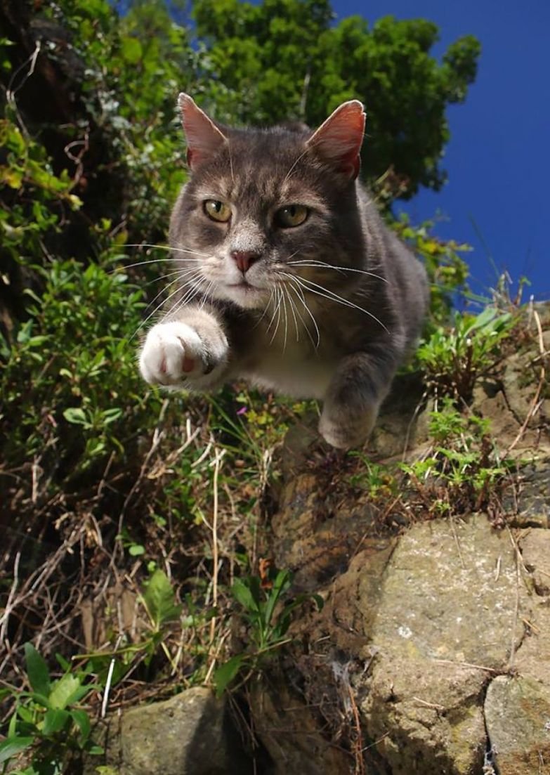 Cute And Funny Cats (20 pics)