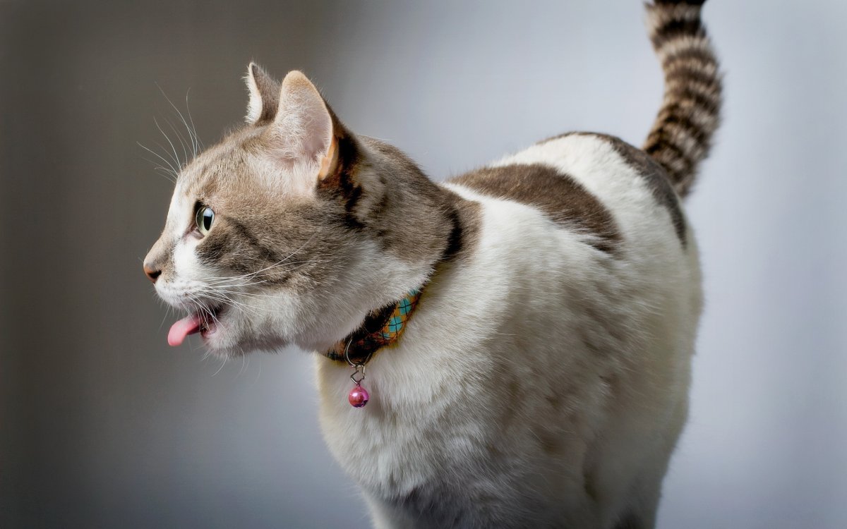 Cute And Funny Cats (20 pics)