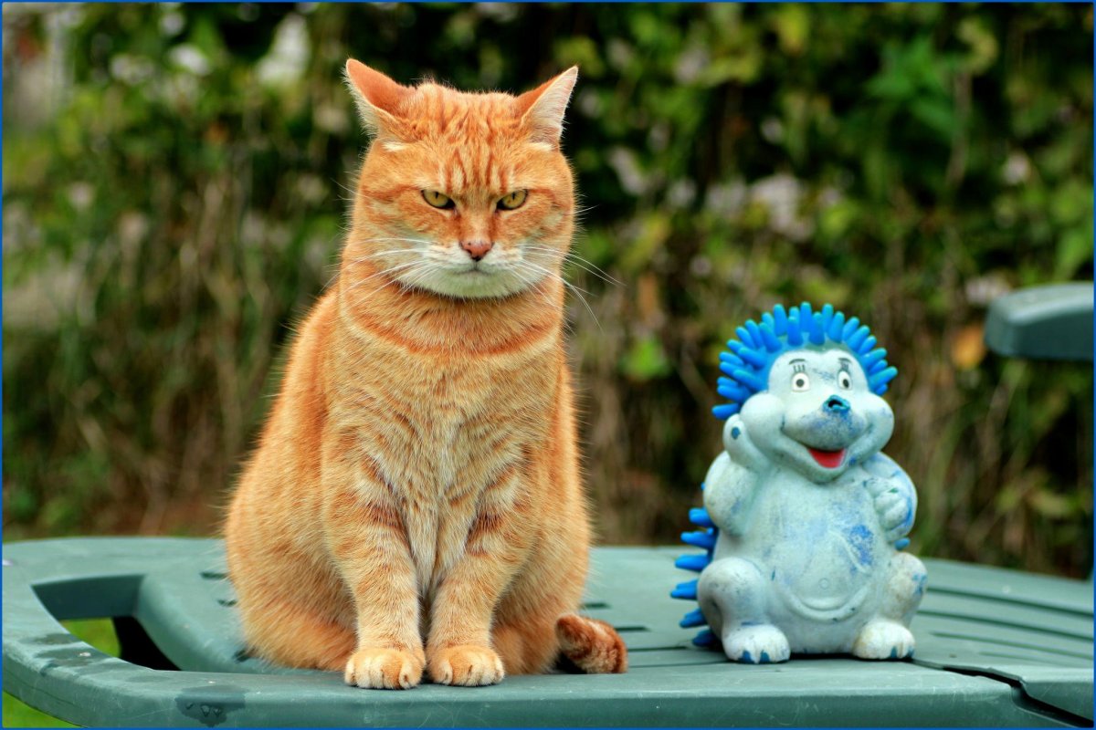 Cute And Funny Cats (20 pics)