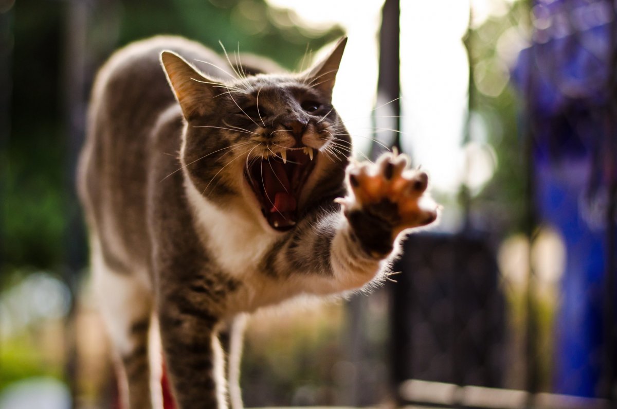 Cute And Funny Cats (20 pics)