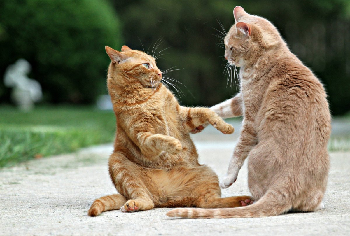 Cute And Funny Cats (20 pics)