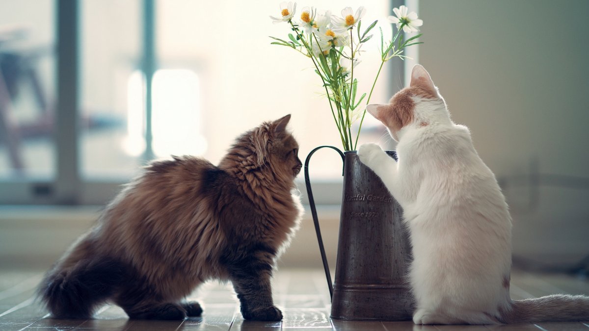 Cute And Funny Cats (20 pics)