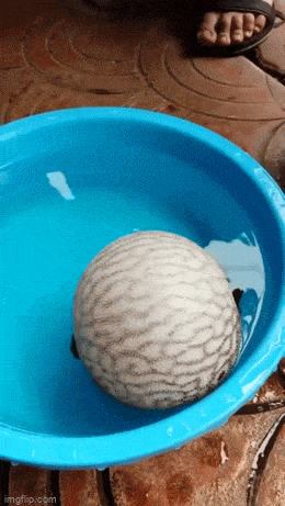 Acid GIFs, August 31 (25 gifs)