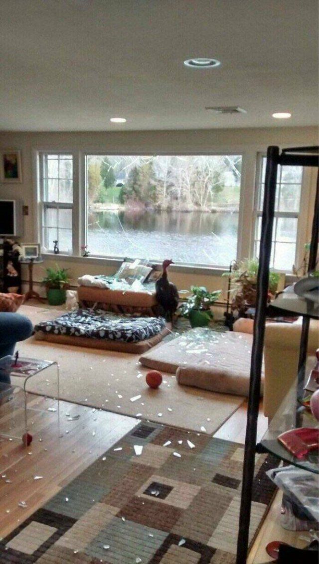 Home Nightmares (28 pics)