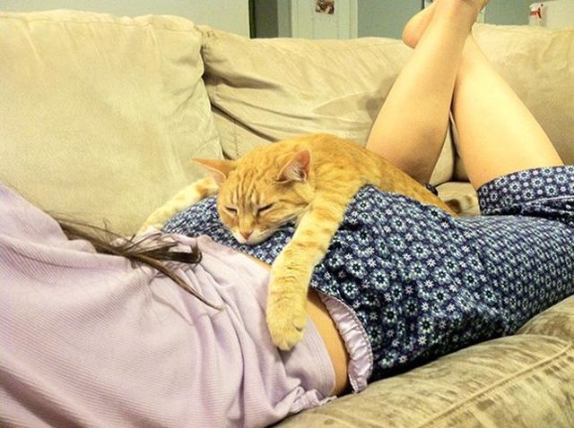 Animals Can Sleep Anywhere (30 pics)
