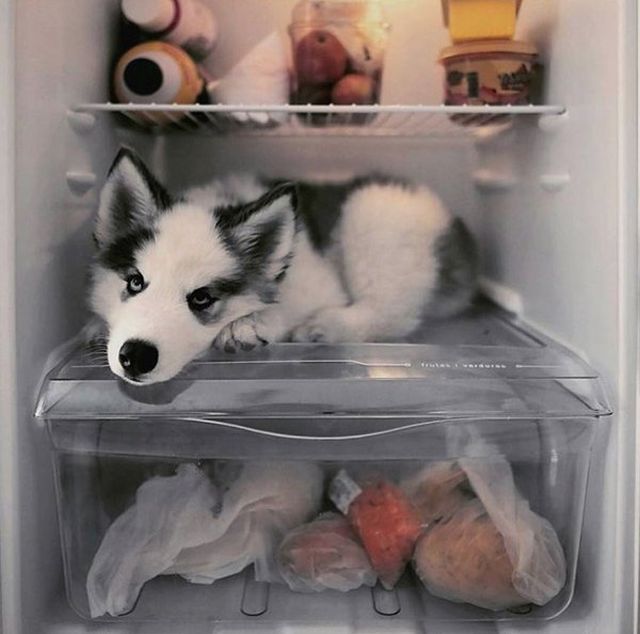 How Different Animals Save From The Heat (24 pics)