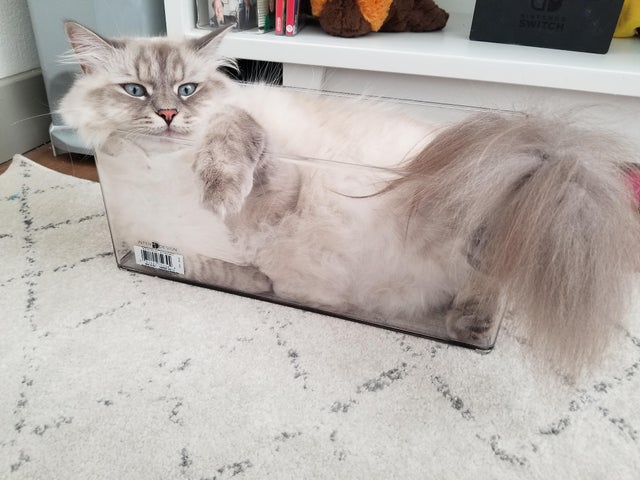Funny Cats (20 pics)