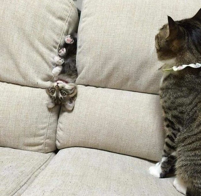 Funny Cats (20 pics)