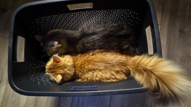 Funny Cats (20 pics)