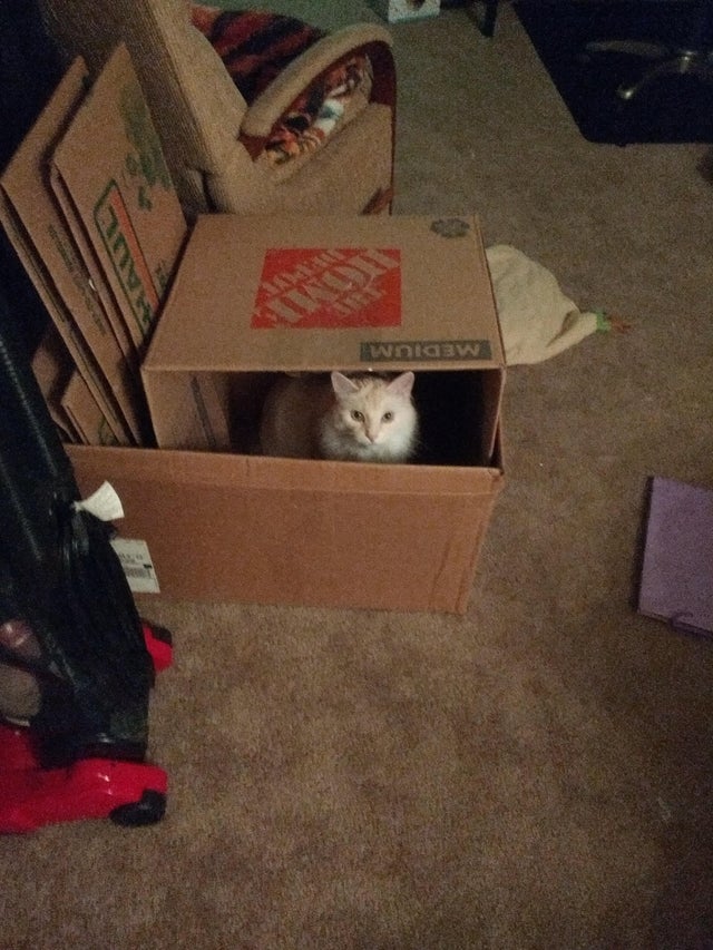 Funny Cats (20 pics)