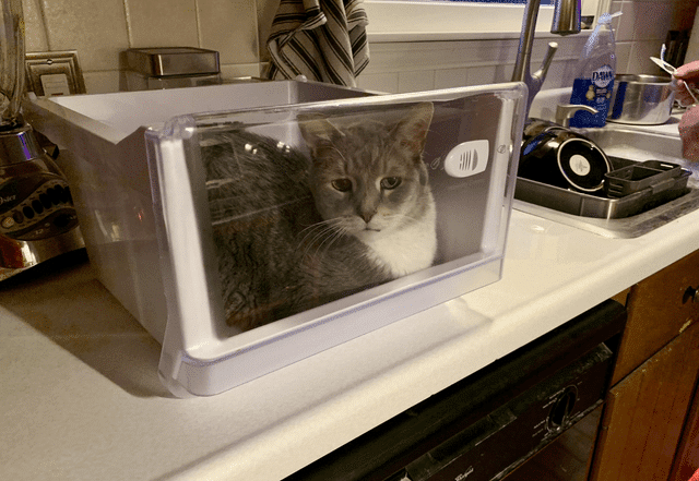 Funny Cats (20 pics)