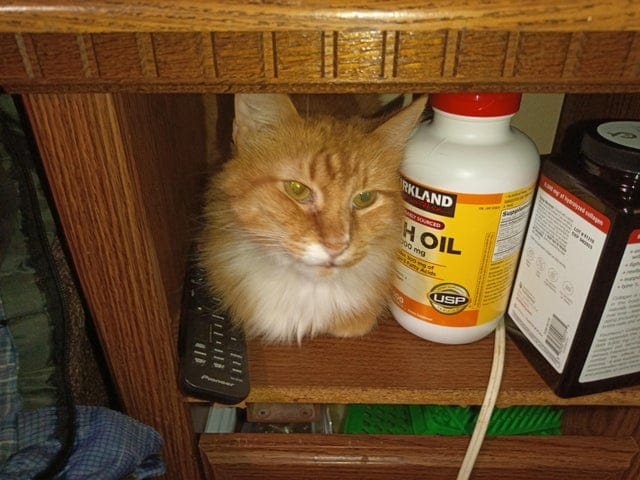 Funny Cats (20 pics)