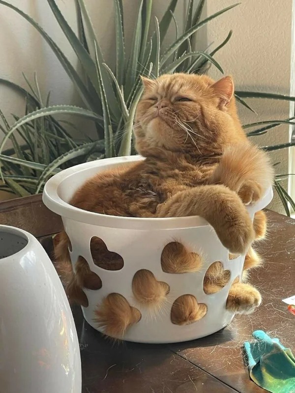They Are Comfortable Everywhere (21 pics)