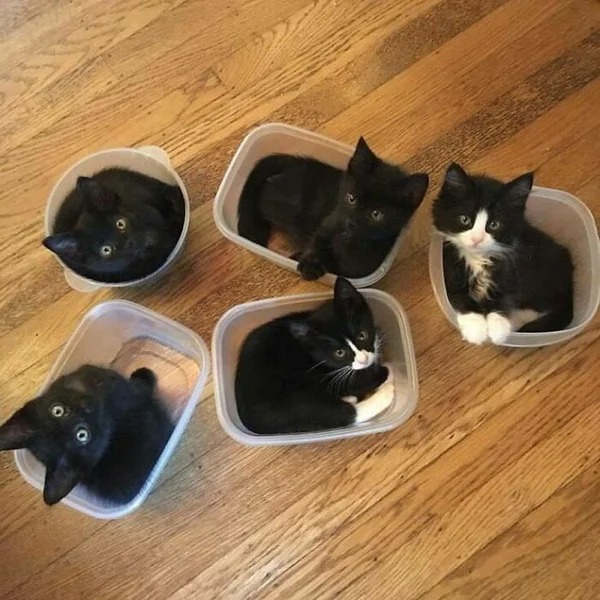 They Are Comfortable Everywhere (21 pics)