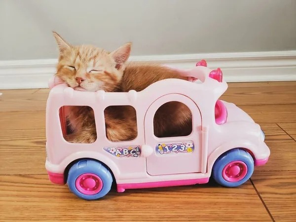 They Are Comfortable Everywhere (21 pics)