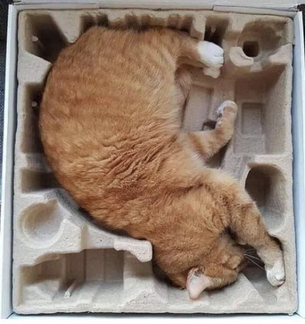 They Are Comfortable Everywhere (21 pics)