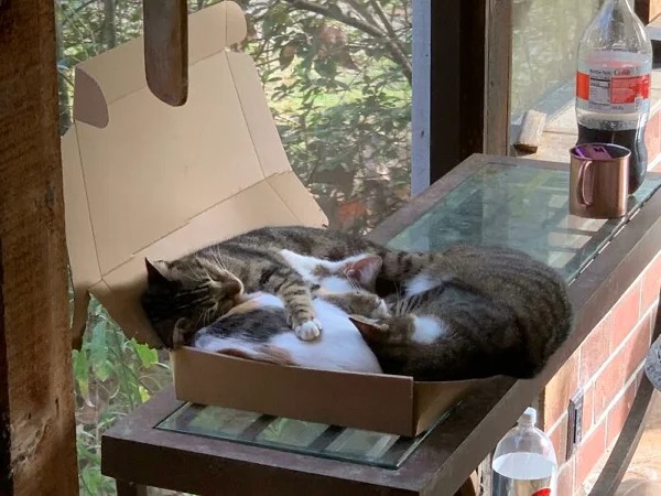 They Are Comfortable Everywhere (21 pics)