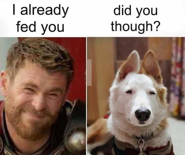 Memes With Dogs (32 pics)