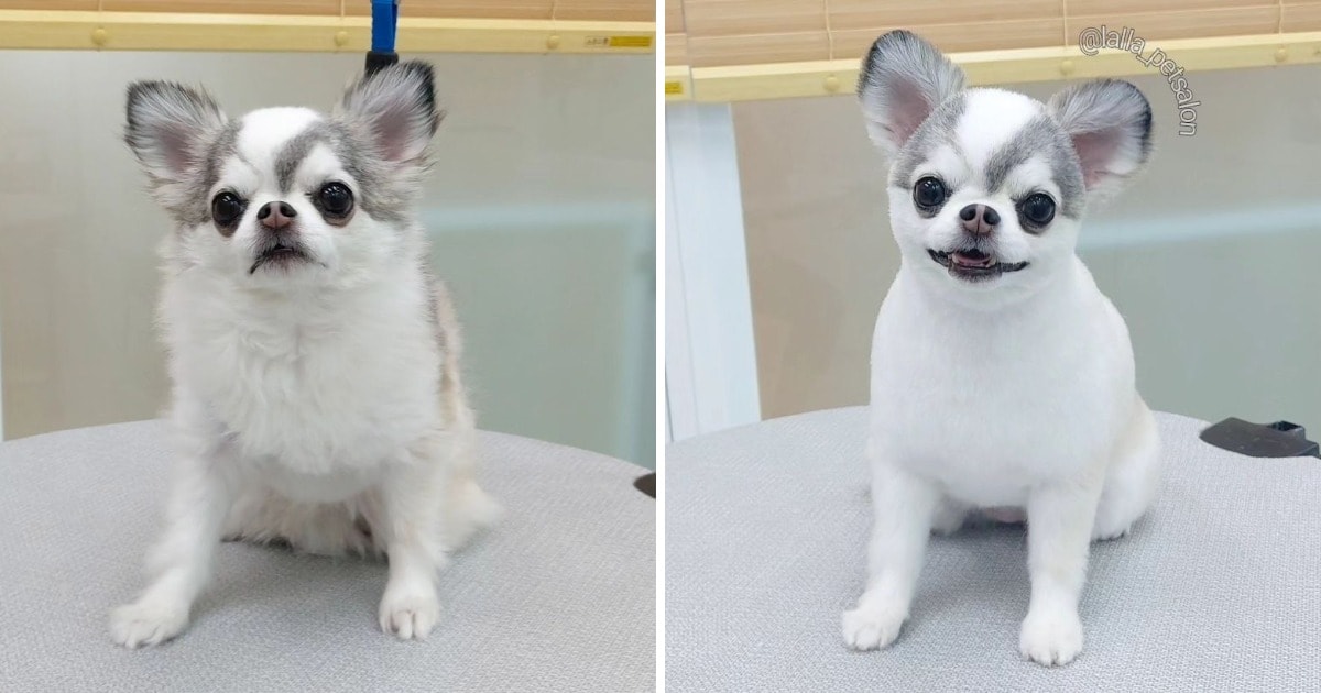 Cute And funny Dogs After Grooming (14 pics)