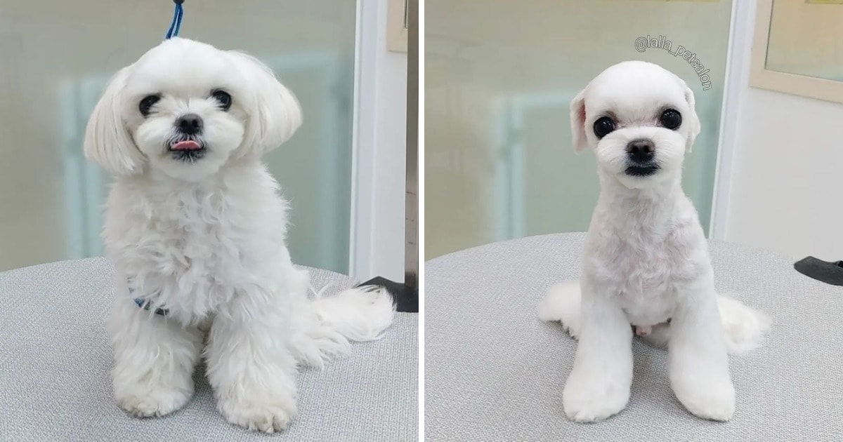Cute And funny Dogs After Grooming (14 pics)