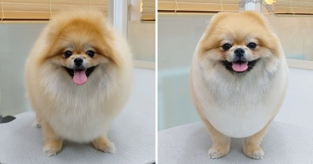 Cute And funny Dogs After Grooming (14 pics)
