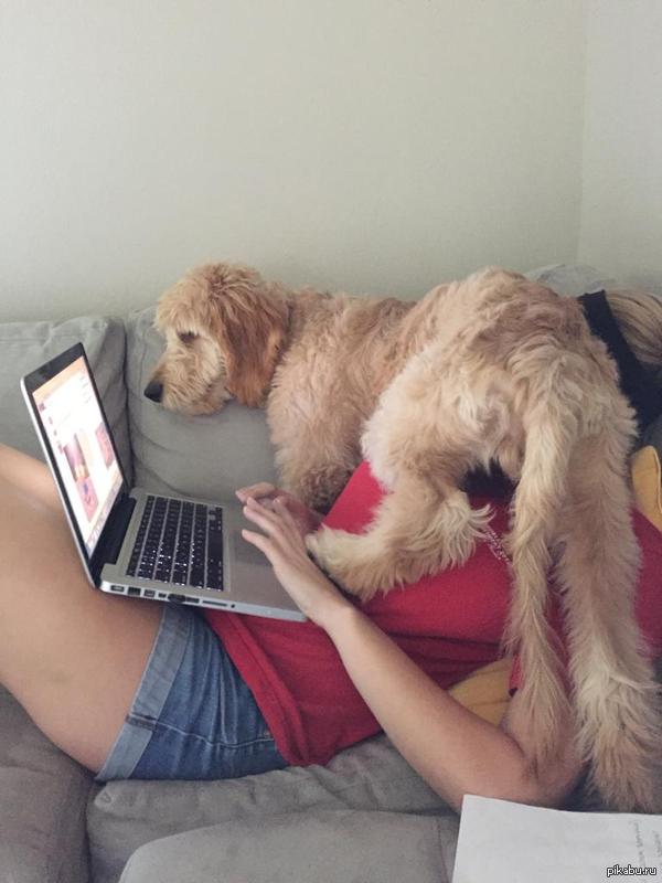 They Don't Like Work (17 pics)