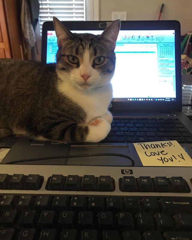 They Don't Like Work (17 pics)