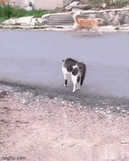 Acid GIFs, September 8 (25 gifs)