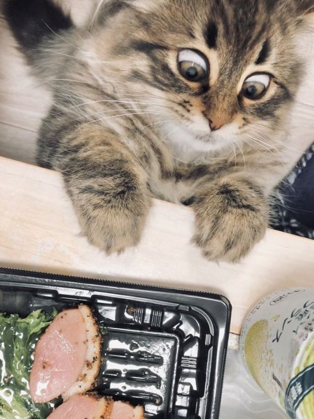 Cute And Funny Cats (30 pics)