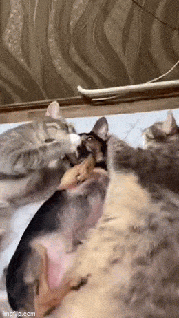 Acid GIFs, September 11 (25 gifs)