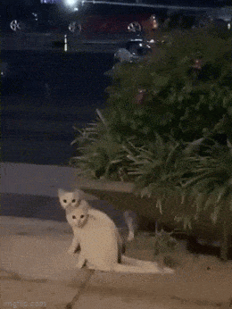 Acid GIFs, September 11 (25 gifs)