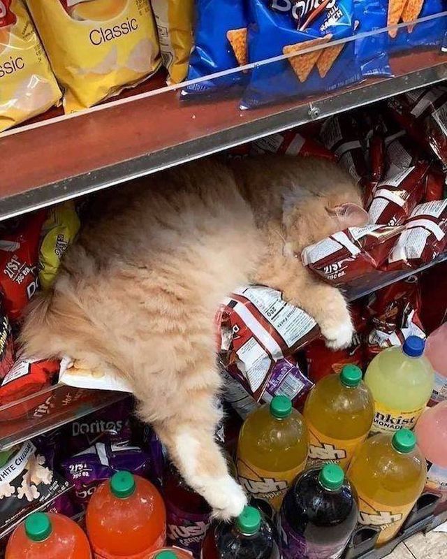 Cute And Funny Animals (51 pics)