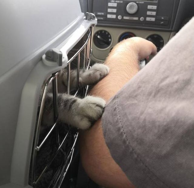 People Share Their Funny Pets (22 pics)