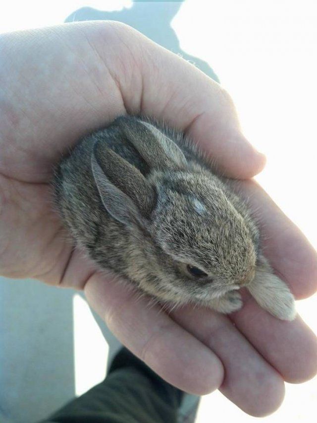 Animals That Amaze With Their Size (24 pics)